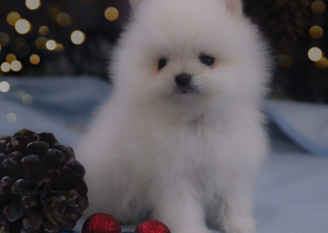 Teddy bear boo Pomeranian yavrularımız